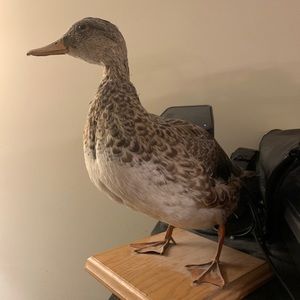 Meet your Posher, Jillian